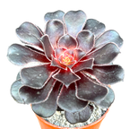 Aeonium 'Cashmere Black'