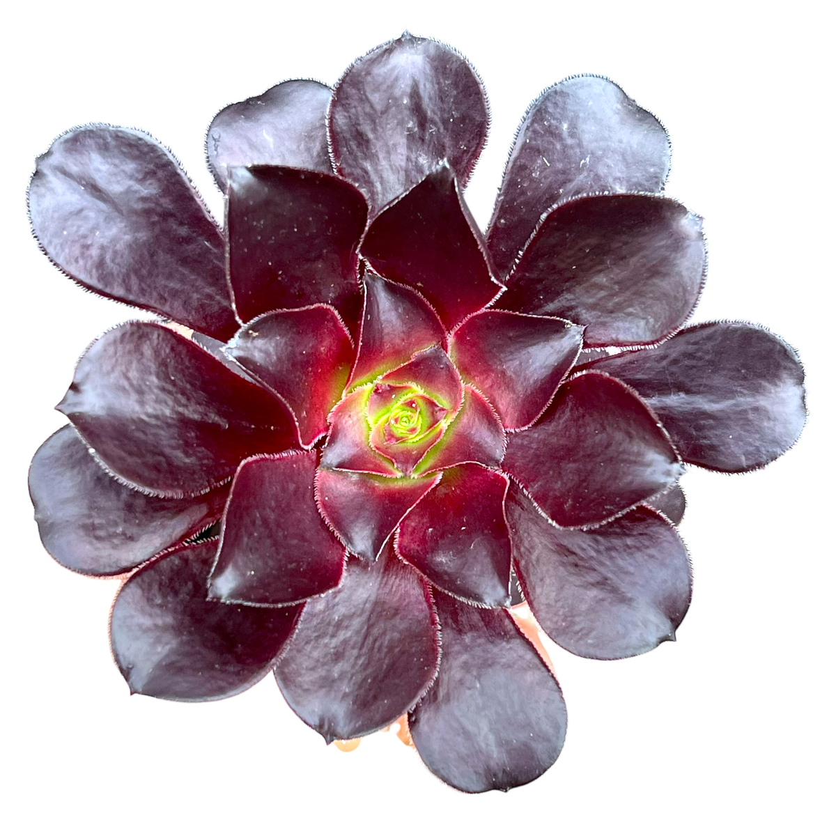 deep purple succulent Aeonium 'Deep Purple' – Surreal Succulents