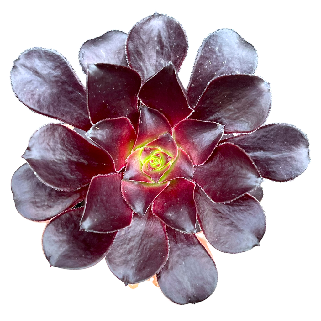 Aeonium 'Deep Purple'