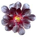 Aeonium 'Deep Purple'