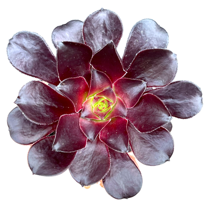 Aeonium 'Deep Purple'