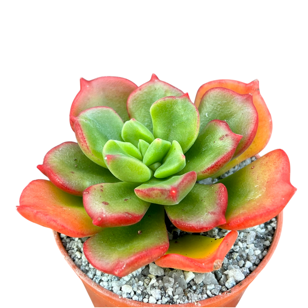 x Sedeveria 'Ar Mor Glaz'