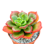 x Sedeveria 'Ar Mor Glaz'