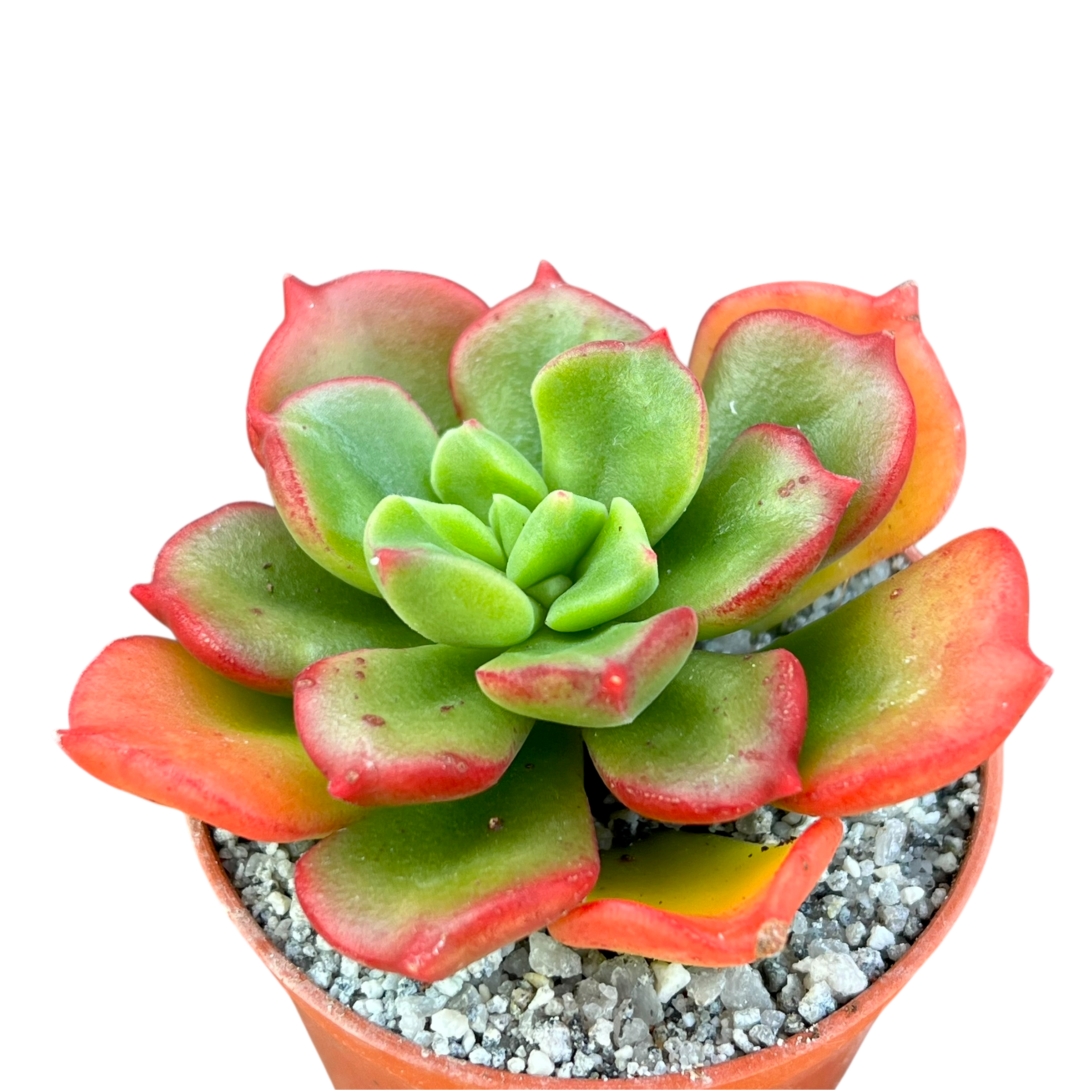 x Sedeveria 'Ar Mor Glaz'