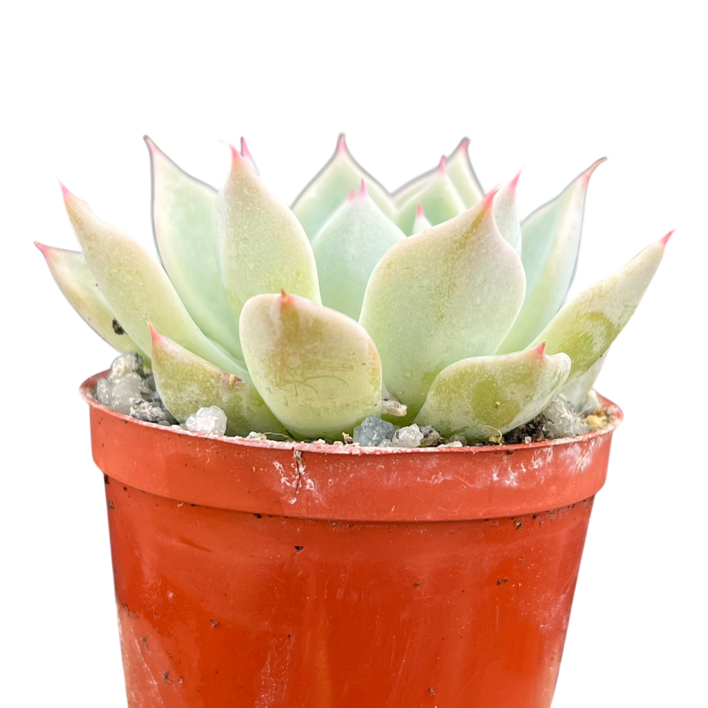 Echeveria cuspidata var. cuspidata