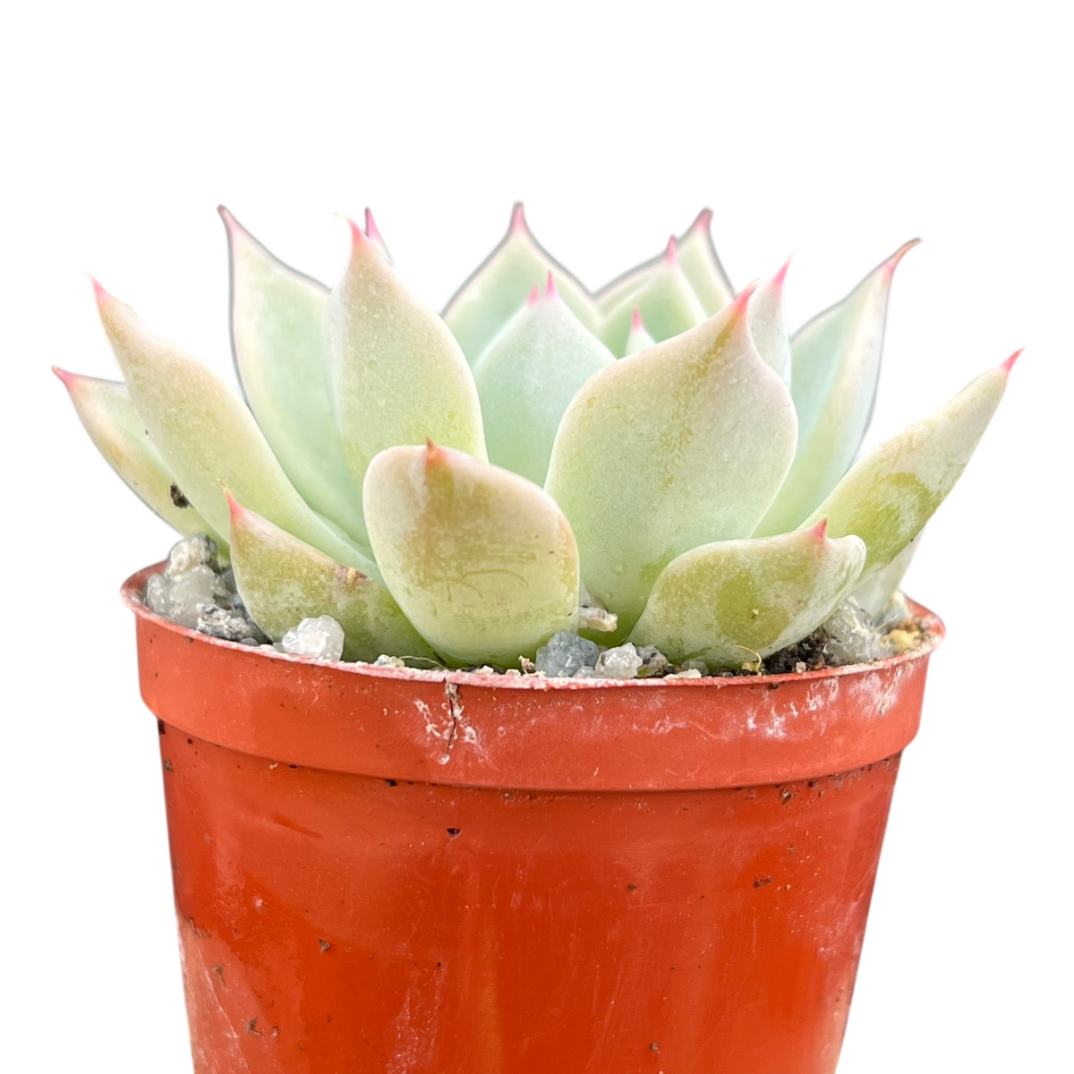 Echeveria cuspidata var. cuspidata