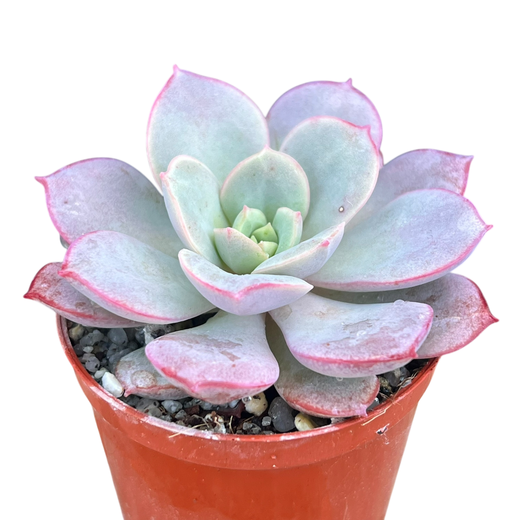 Echeveria subcorymbosa (Lau 026)