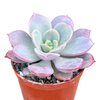 Echeveria subcorymbosa (Lau 026)