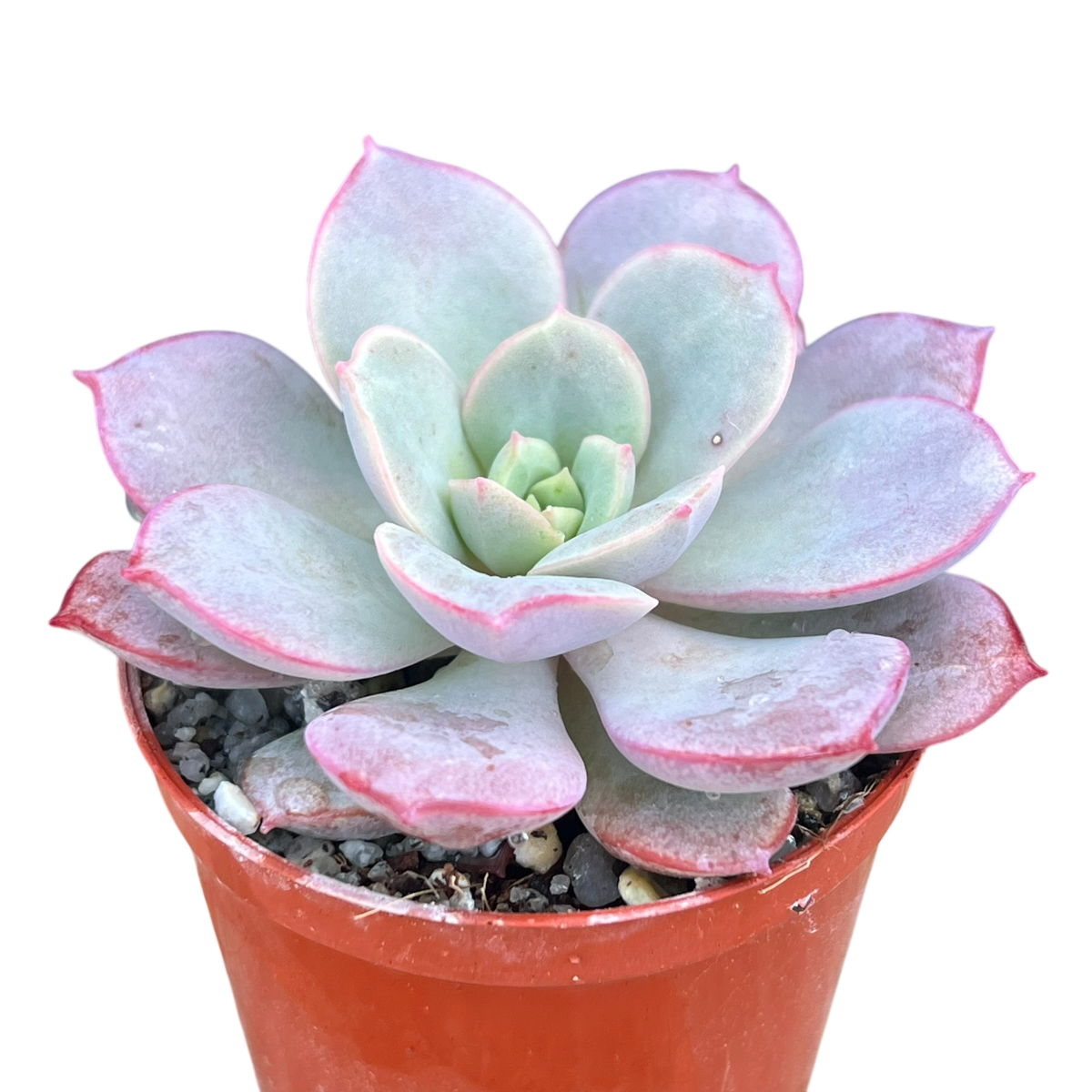 Echeveria subcorymbosa (Lau 026)