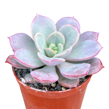 Echeveria subcorymbosa (Lau 026)
