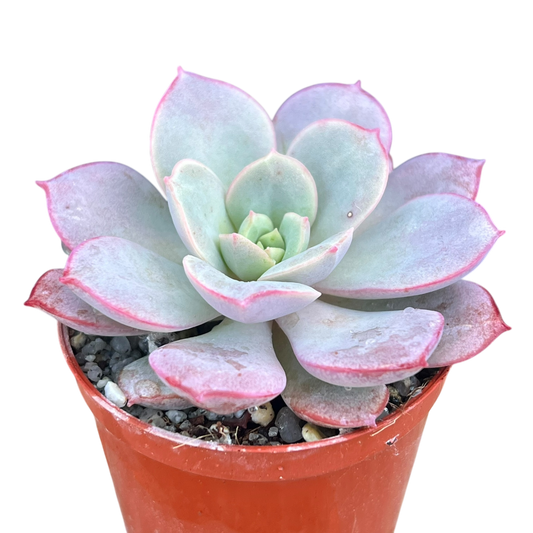 Echeveria subcorymbosa (Lau 026)