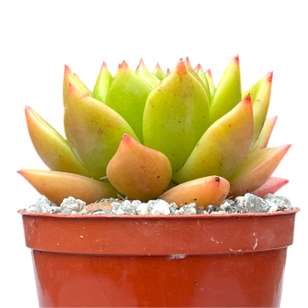 Echeveria agavoides 'Jade Galaxy'