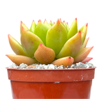 Echeveria agavoides 'Jade Galaxy'