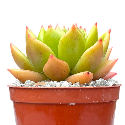 Echeveria agavoides 'Jade Galaxy'