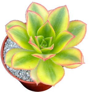 Aeonium 'Floresens'