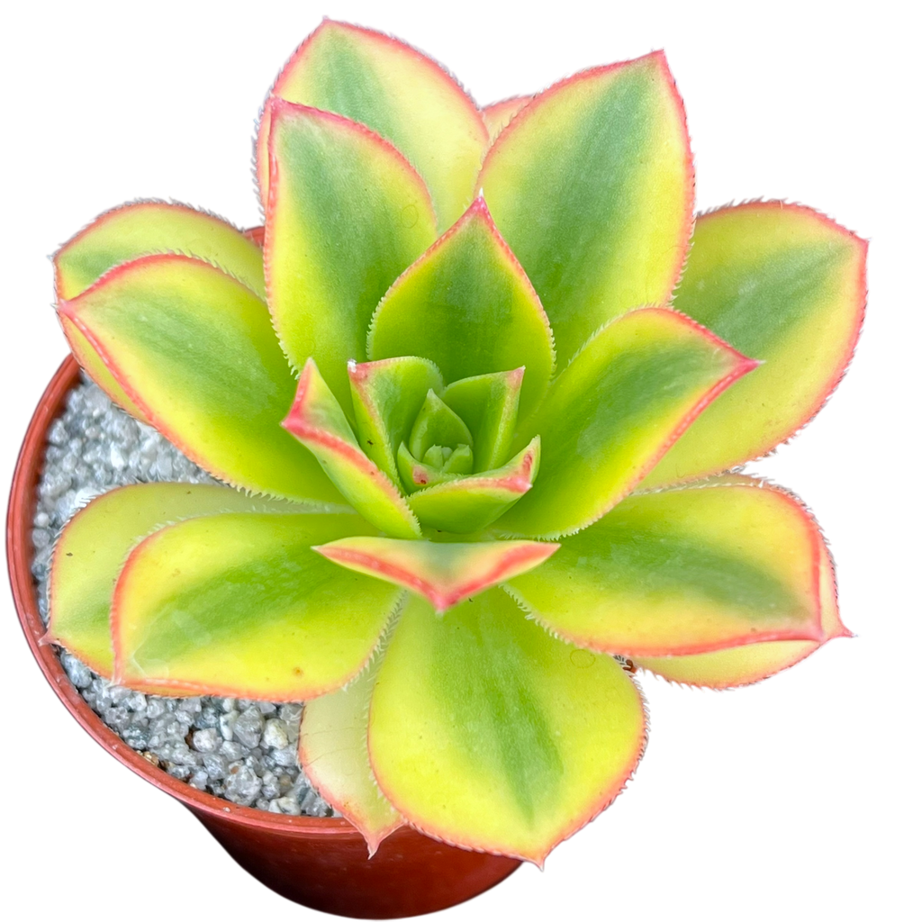 Aeonium 'Floresens'