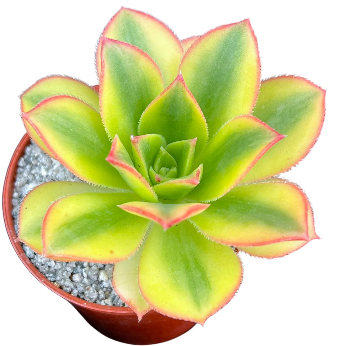 Aeonium 'Floresens'