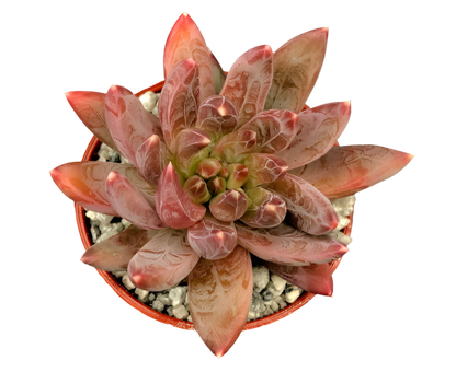 x Pachyveria 'Yvonne'