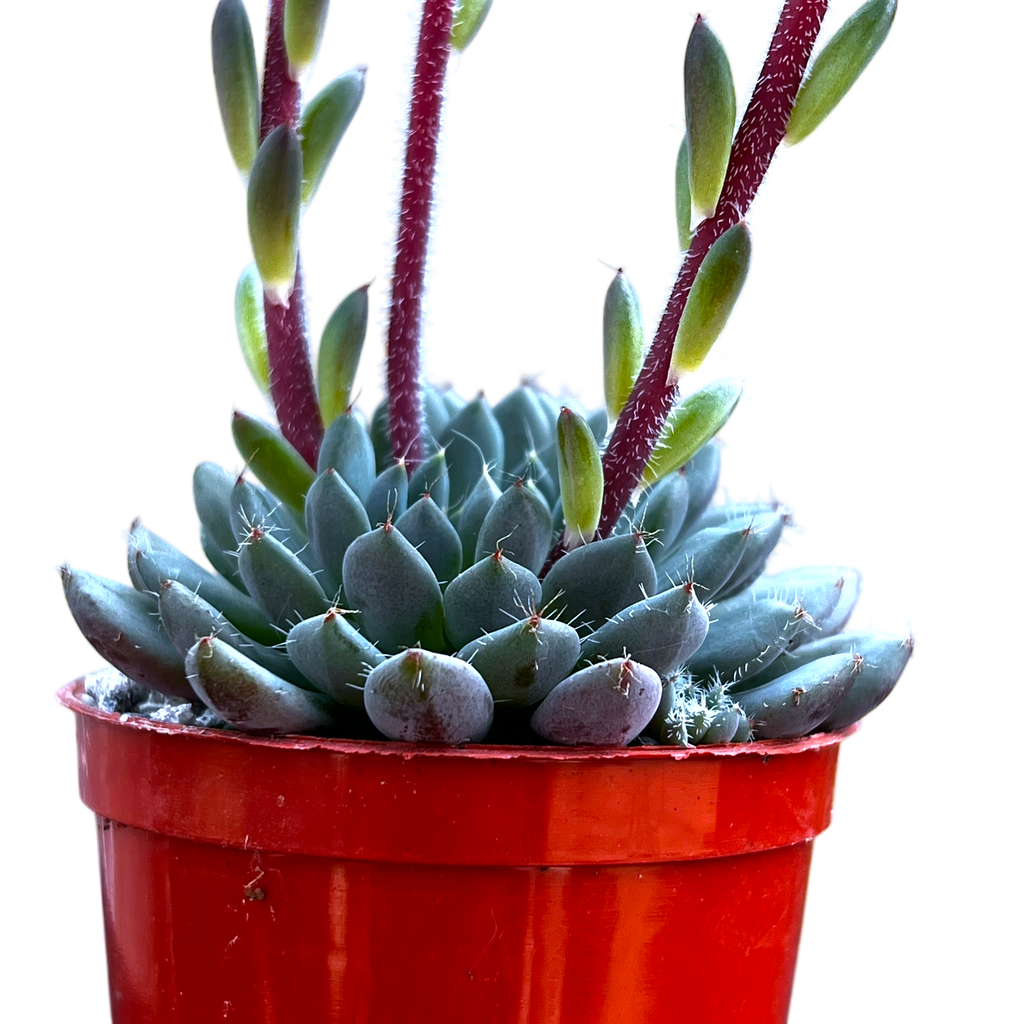 Echeveria setosa var. deminuta
