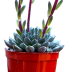 Echeveria setosa var. deminuta