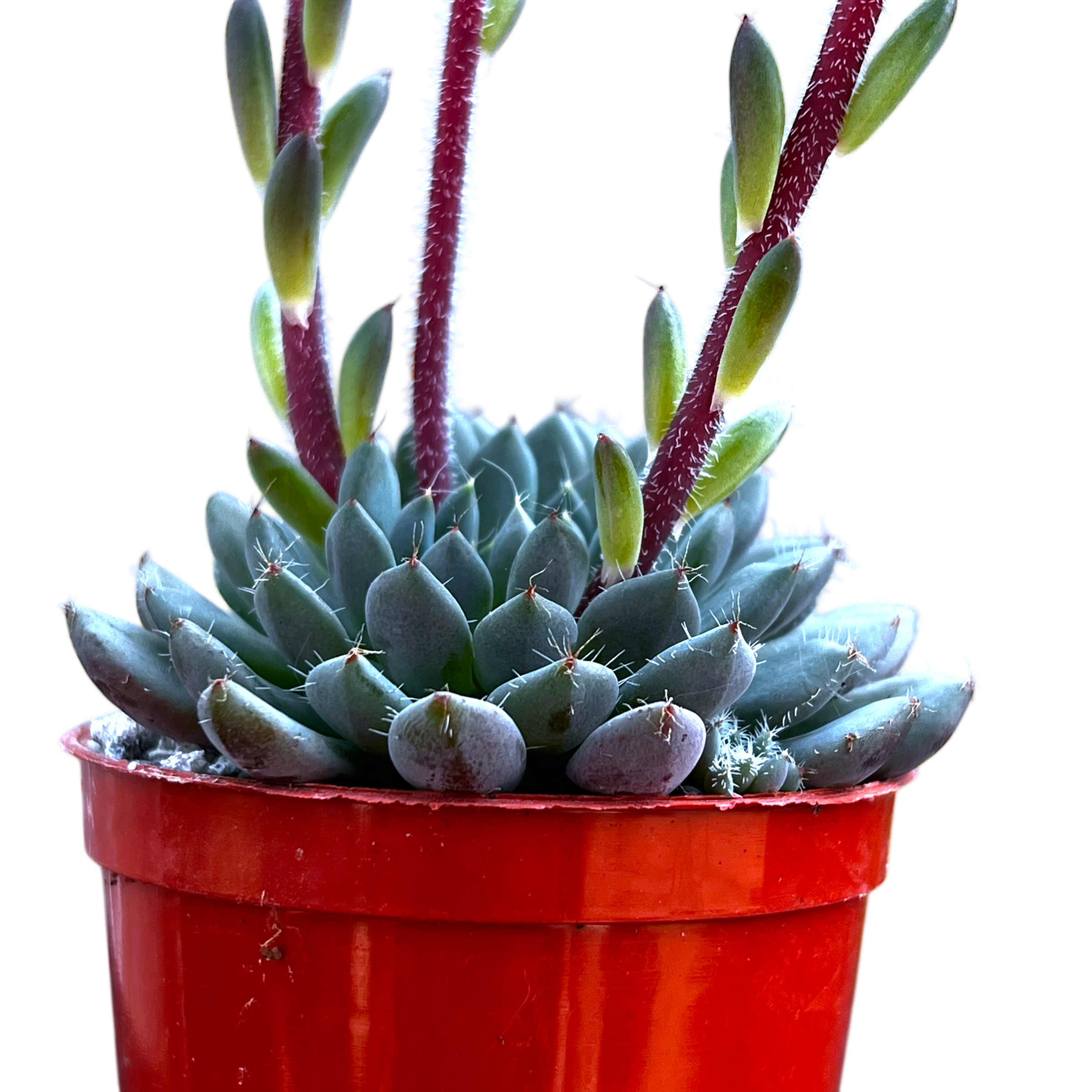 Echeveria setosa var. deminuta