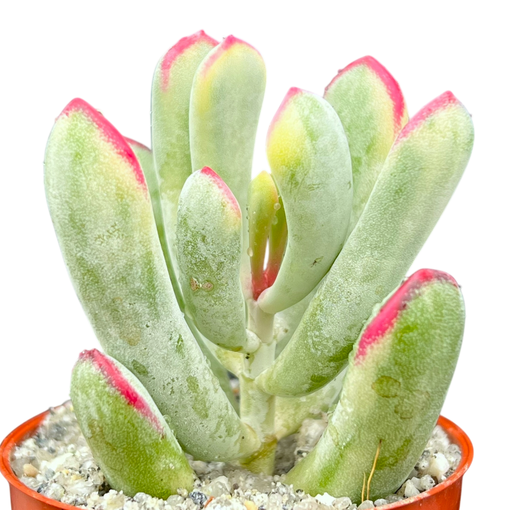 Cotyledon orbiculata var. flanaganii f. variegata