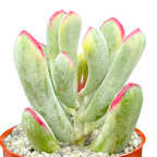Cotyledon orbiculata var. flanaganii f. variegata