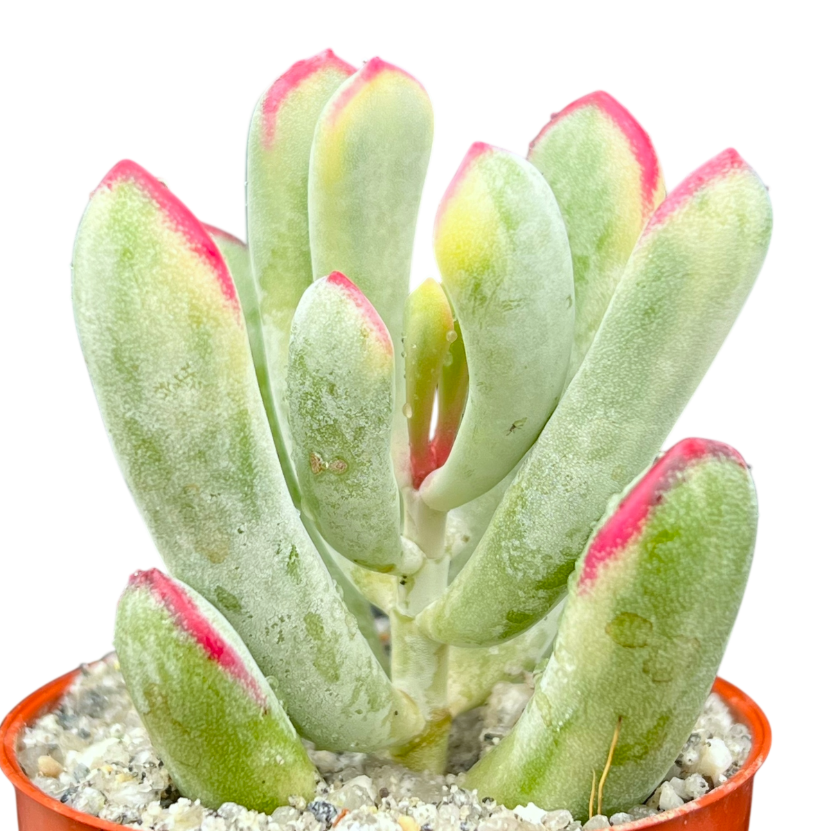 Cotyledon orbiculata var. flanaganii f. variegata