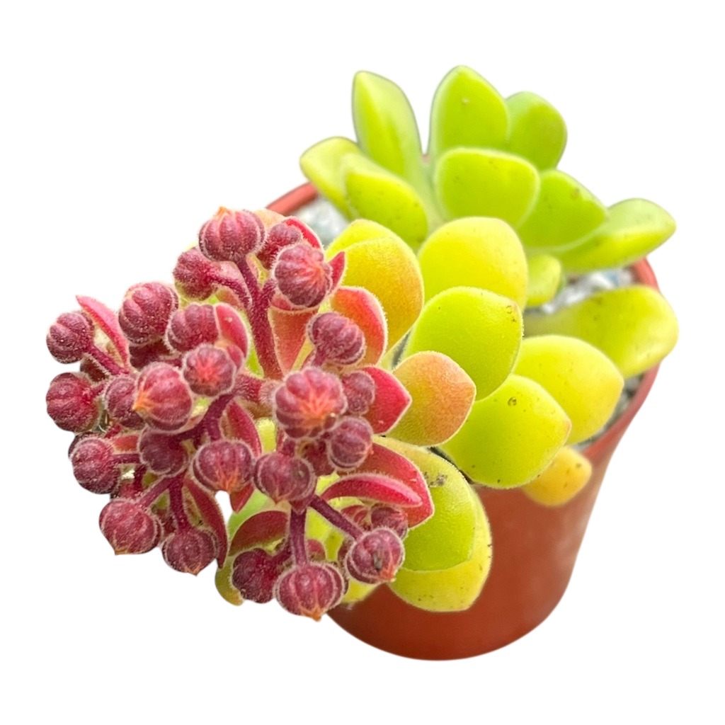 Aeonium lindleyi