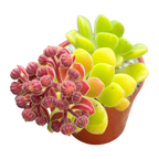 Aeonium lindleyi