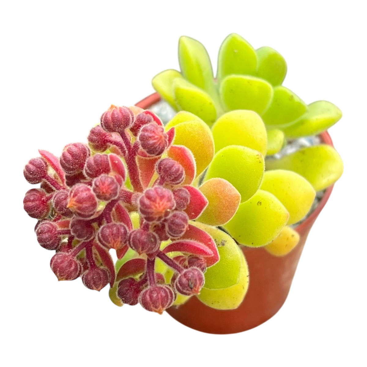Aeonium lindleyi