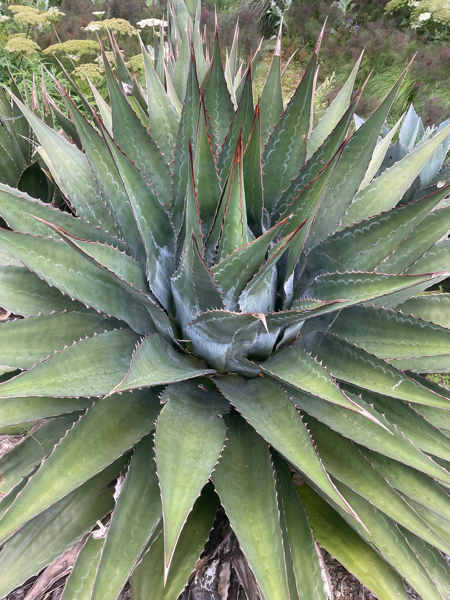 Agave montana