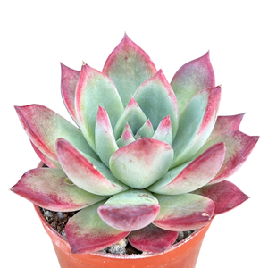 mahogany rose succulent Echeveria 'Mahogany Rose' – Surreal Succulents