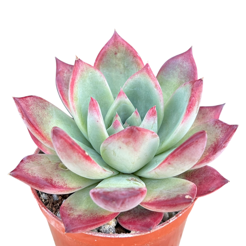 Echeveria 'Cornish Delight'
