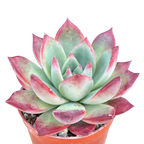Echeveria 'Cornish Delight'
