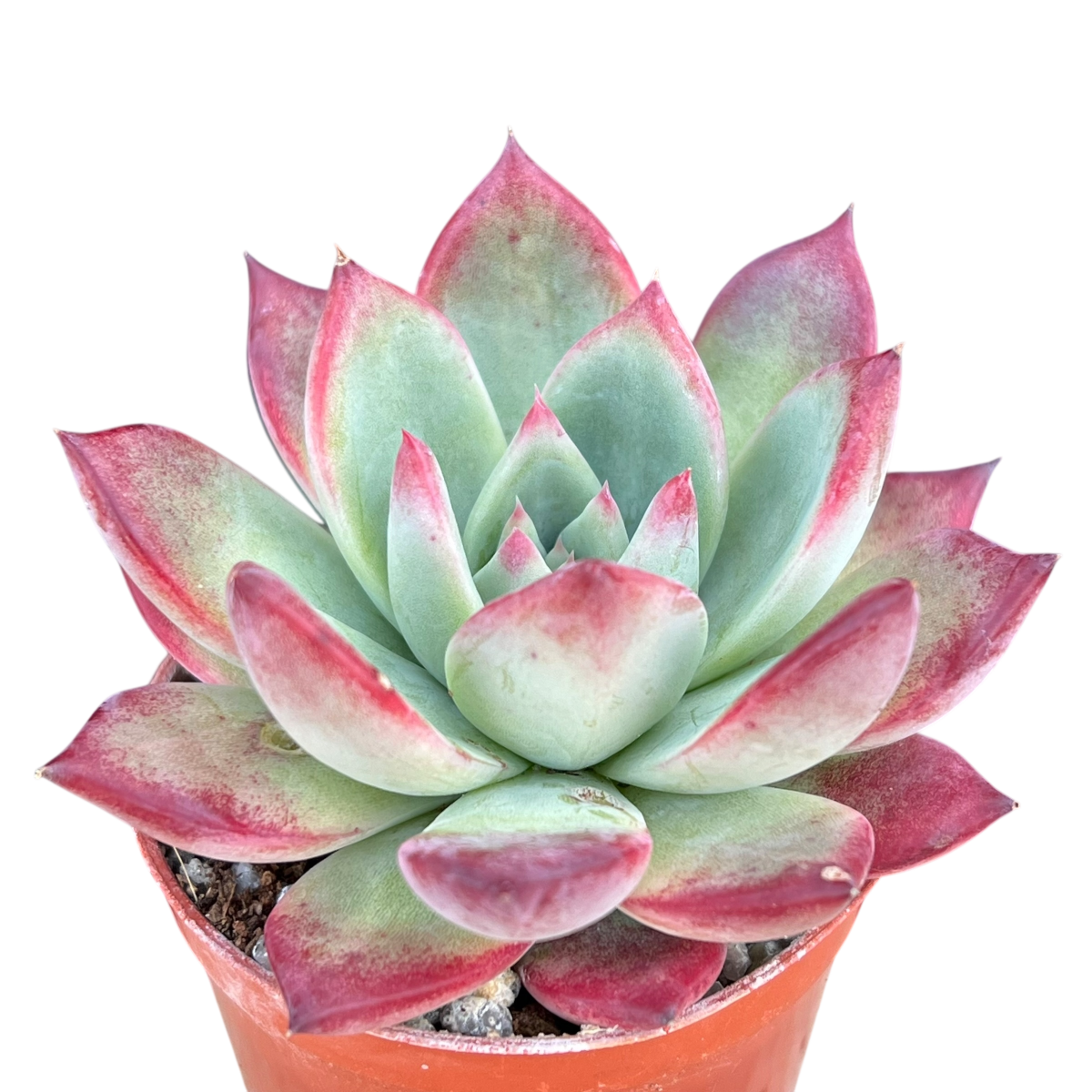 Echeveria 'Cornish Delight'