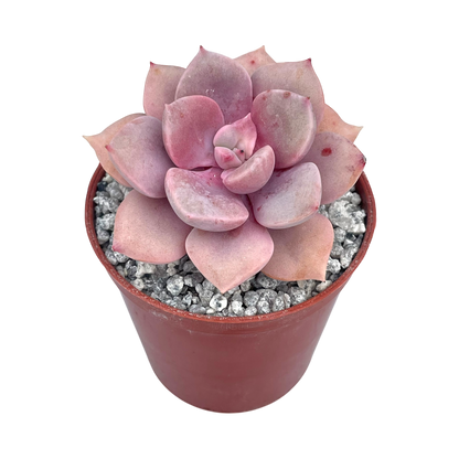 x Graptoveria 'Debbie'