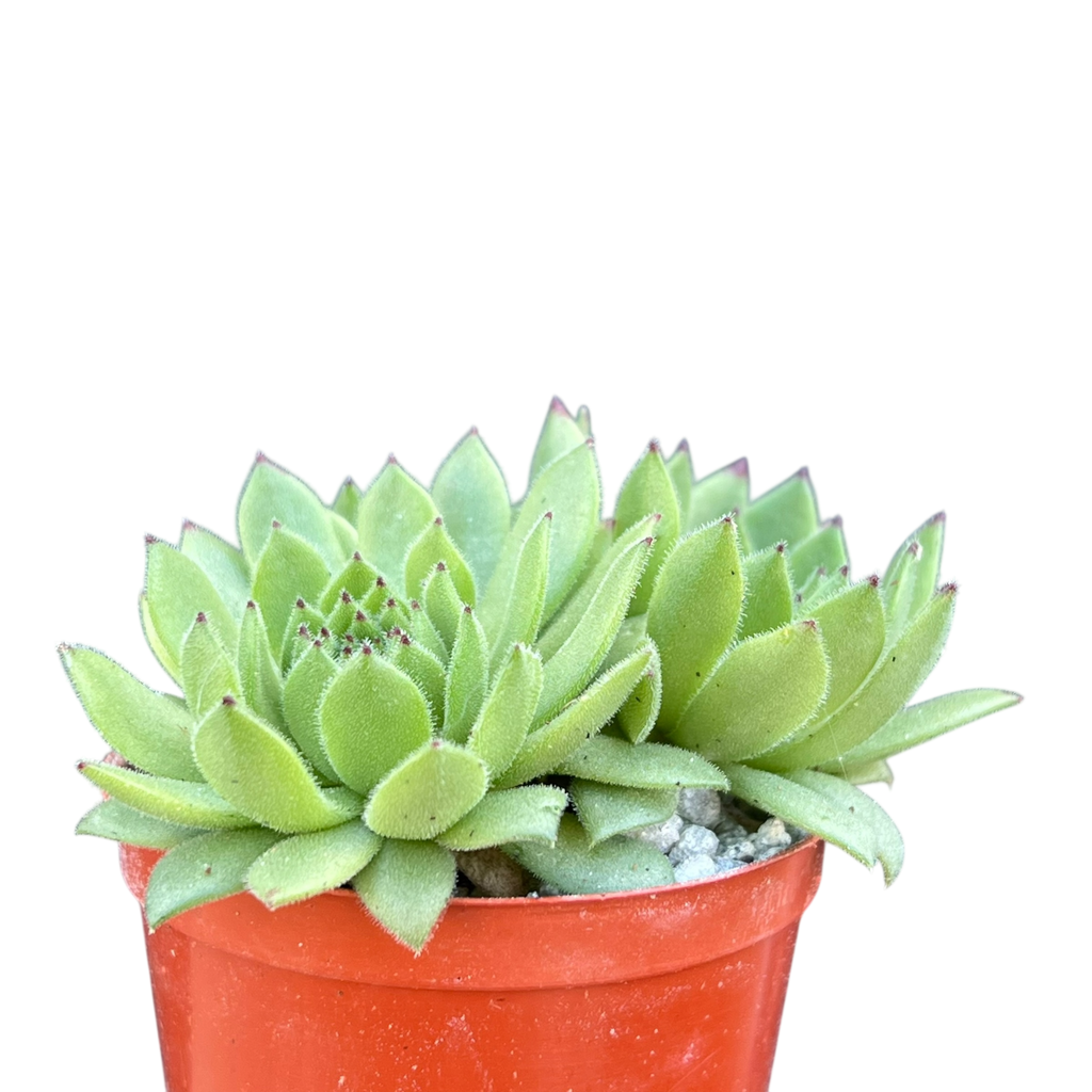 Sempervivum 'Chocolate Box'