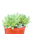 Sempervivum 'Chocolate Box'