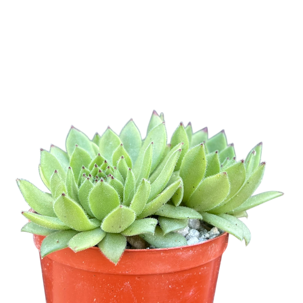 Sempervivum 'Chocolate Box'