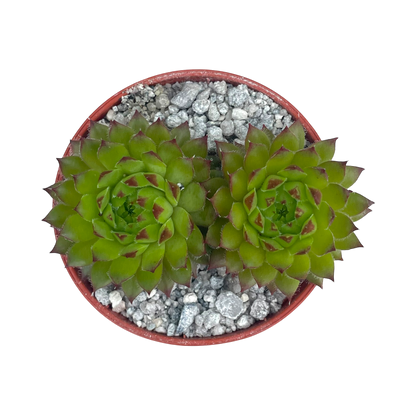 Sempervivum ingwersenii