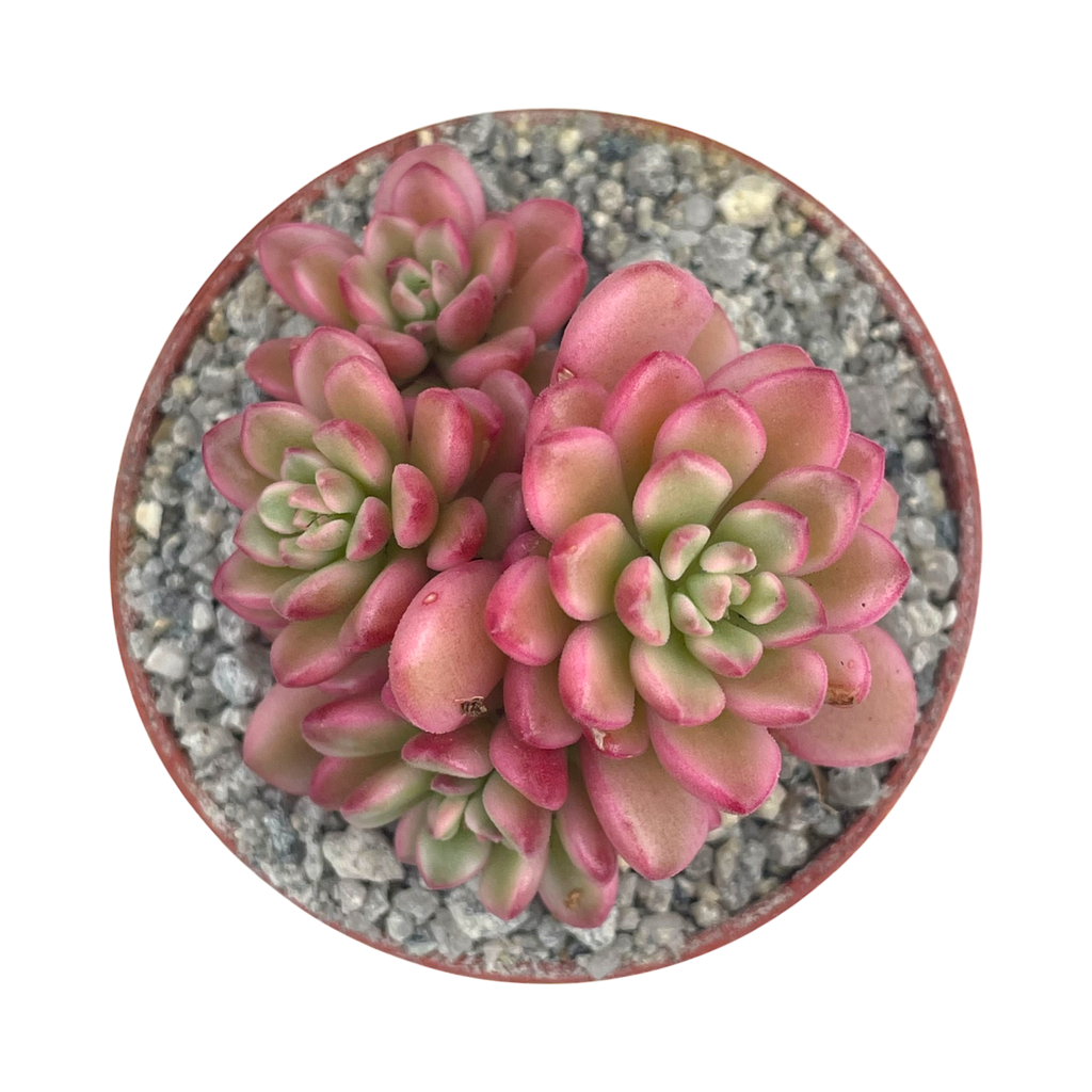 Sedum 'Joyce Tulloch' variegata