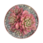 Sedum 'Joyce Tulloch' variegata