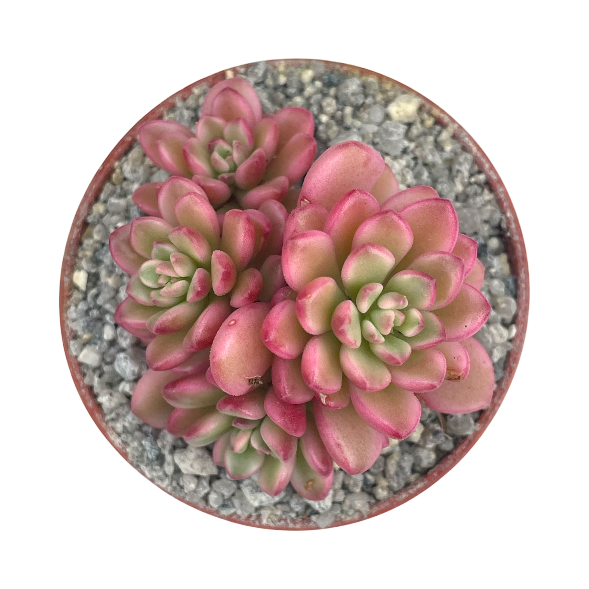 Sedum 'Joyce Tulloch' variegata