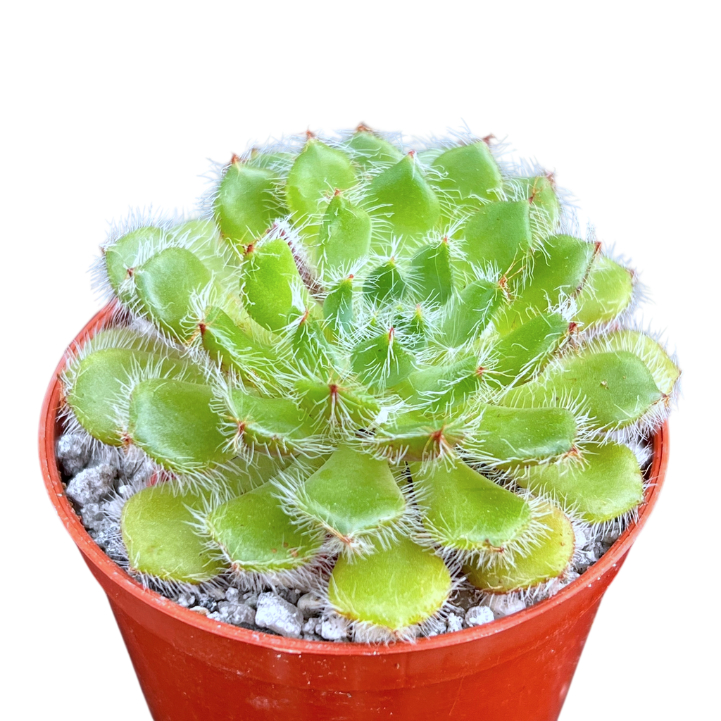 Echeveria setosa var. ciliata