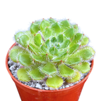 Echeveria setosa var. ciliata