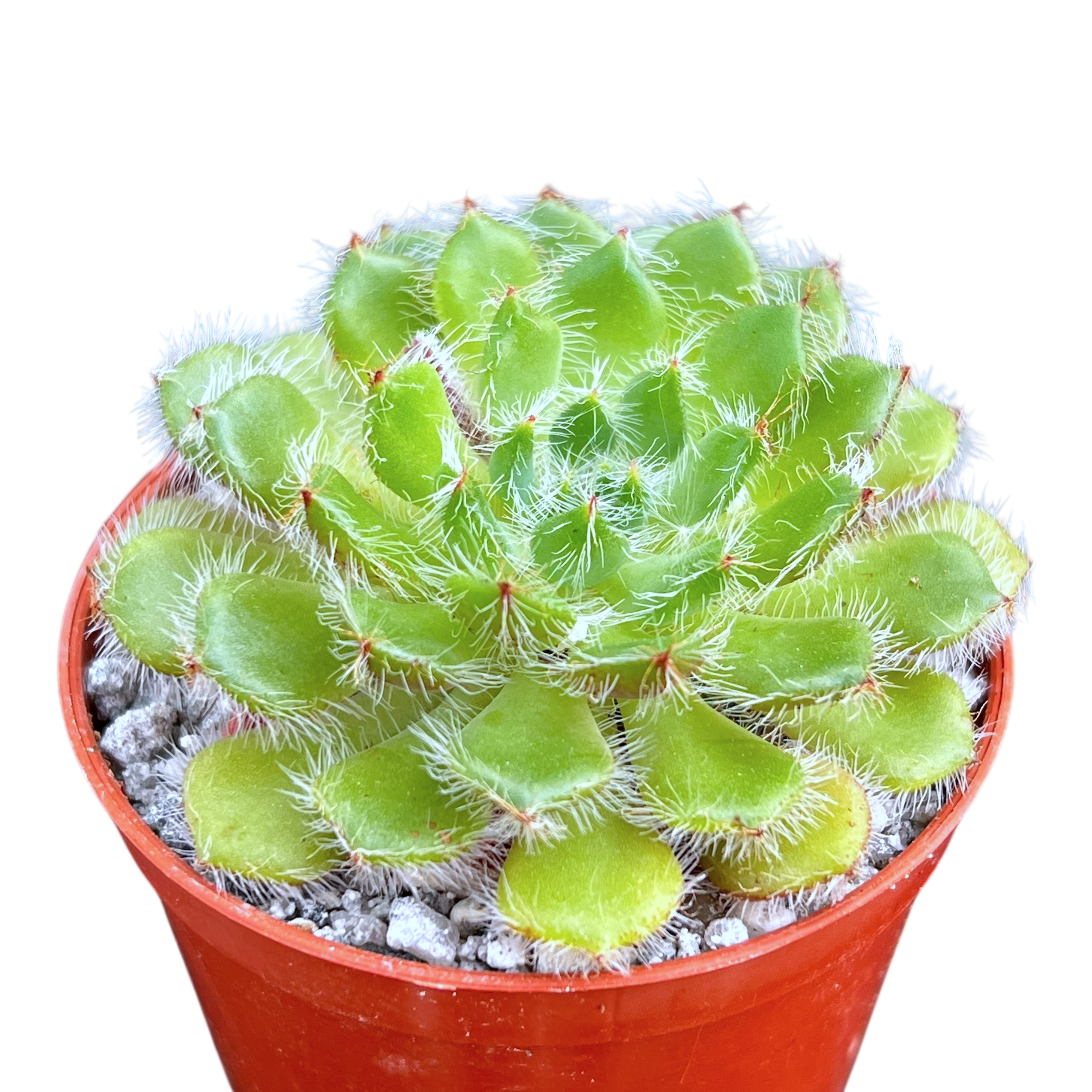 Echeveria setosa var. ciliata