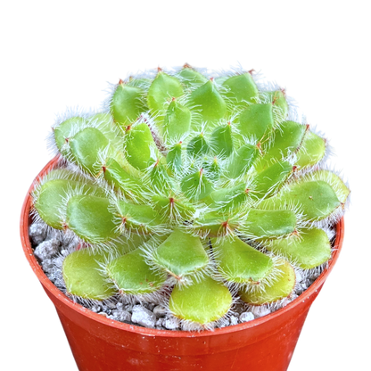 Echeveria setosa var. ciliata