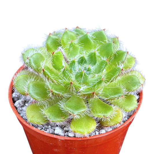 Echeveria setosa var. ciliata