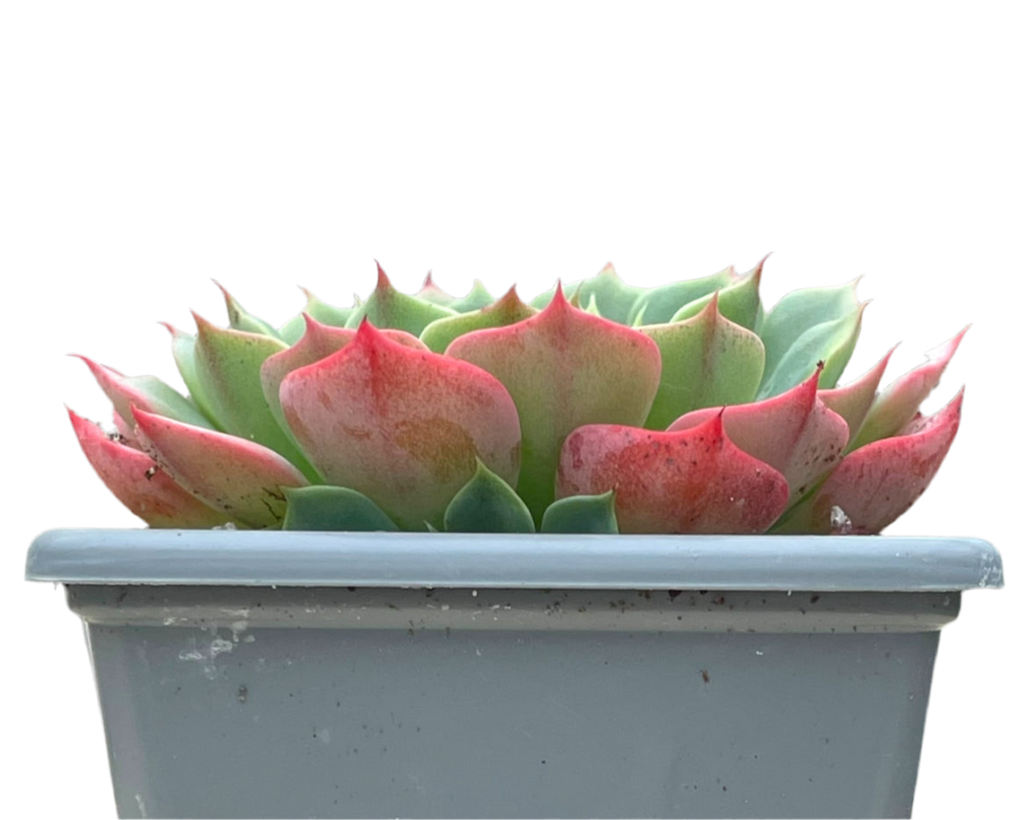 Echeveria glauca